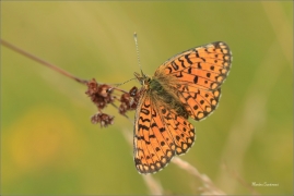 <p>PERLEŤOVEC DVANÁCTITEČNÝ (Boloria selene) ---- /Small pearl-bordered fritillary - Braunfleckiger Perlmutterfalter/</p>